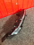 http___export_content_baz_on_ru_pub_c4101_productphoto_0000_04_0000_04_079__http___export_content_baz_on_ru_pub_c4101_productphoto_0000_04_0000_04_2.j