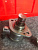 http___export_content_baz_on_ru_pub_c4101_productphoto_0000_03_0000_03_778__http___export_content_baz_on_ru_pub_c4101_productphoto_0000_03_0000_03_2.j